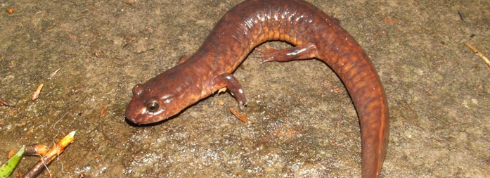 Photo d'une salamandre de ruisseau dans la forêt Hereford